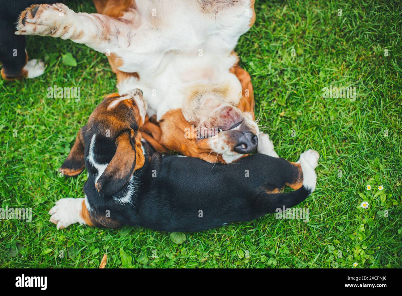 Basset-Hund und ihr Welpe Stockfoto