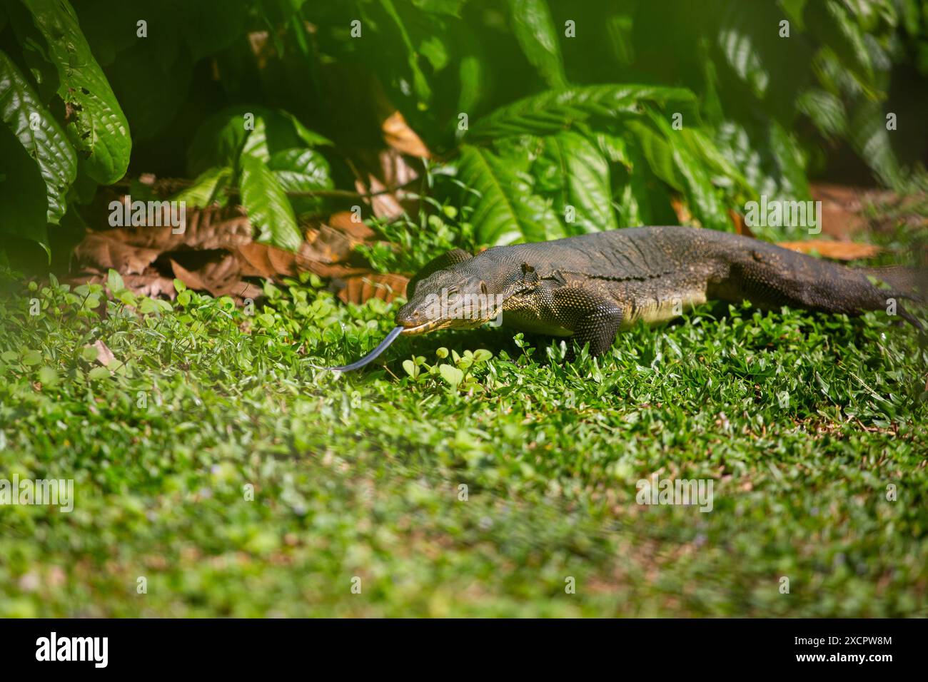 Malayische Wassermonitor Lizard stark gespaltene Zungen, die als Teil des „Geruchs“-Sinns fungieren, werden in den Botanischen Gärten von Singapur gesichtet Stockfoto