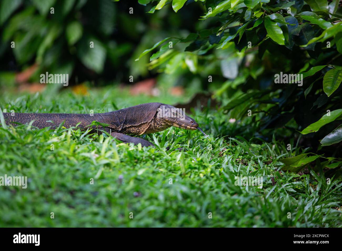 Malayan Water Monitor Lizard stark gespaltene Zungen, die als Teil des „Geruchs“-Sinns dienen, werden im Botanischen Garten von Singapur mit der Kamera aufgenommen Stockfoto