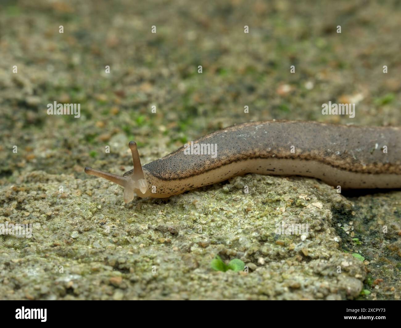 Boneo-Schnecke auf dem moosigen Boden Stockfoto