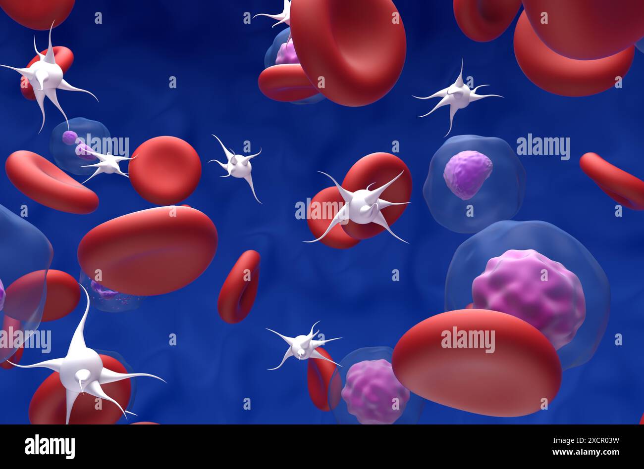 Hohe RBC- und Thrombozytenwerte bei Polycythaemia vera (PV) – 3D-Nahansicht Stockfoto