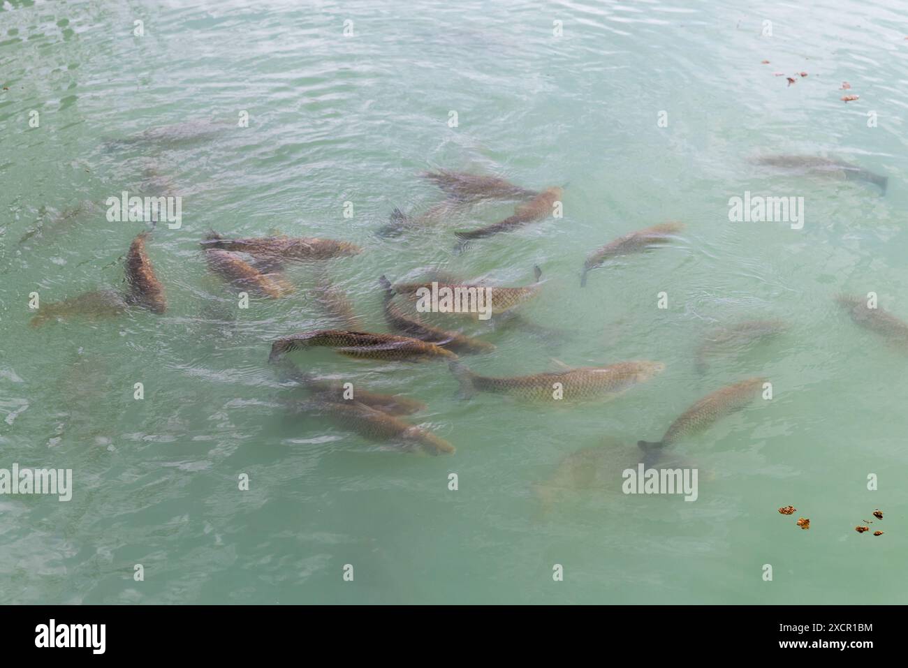 Fischherde in blauem Wasser, Nahaufnahme mit selektivem Fokus Stockfoto