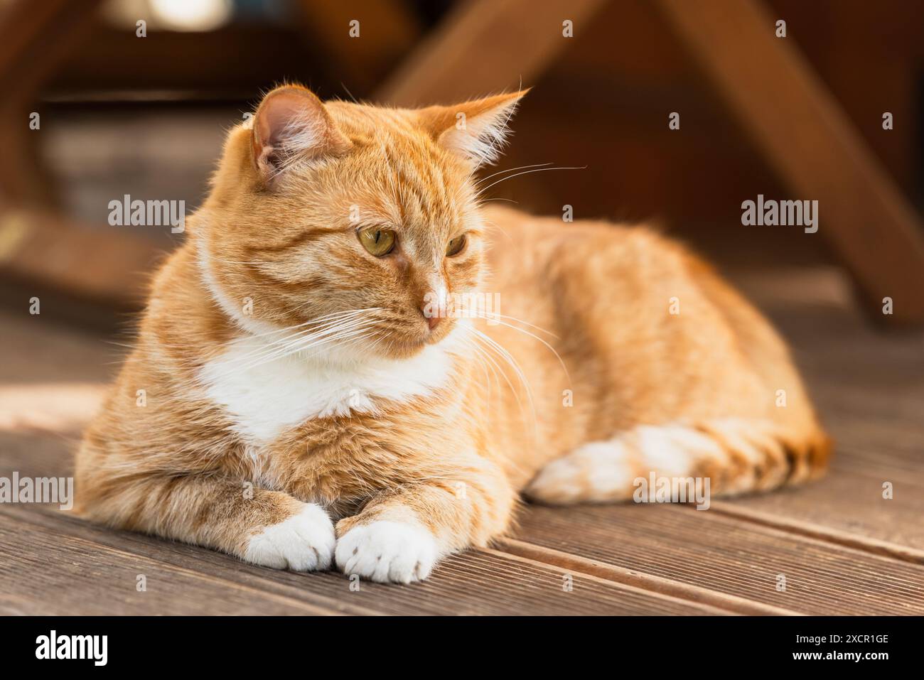 Porträt einer Ingwerkatze mit weißen Flecken auf Holzboden Stockfoto