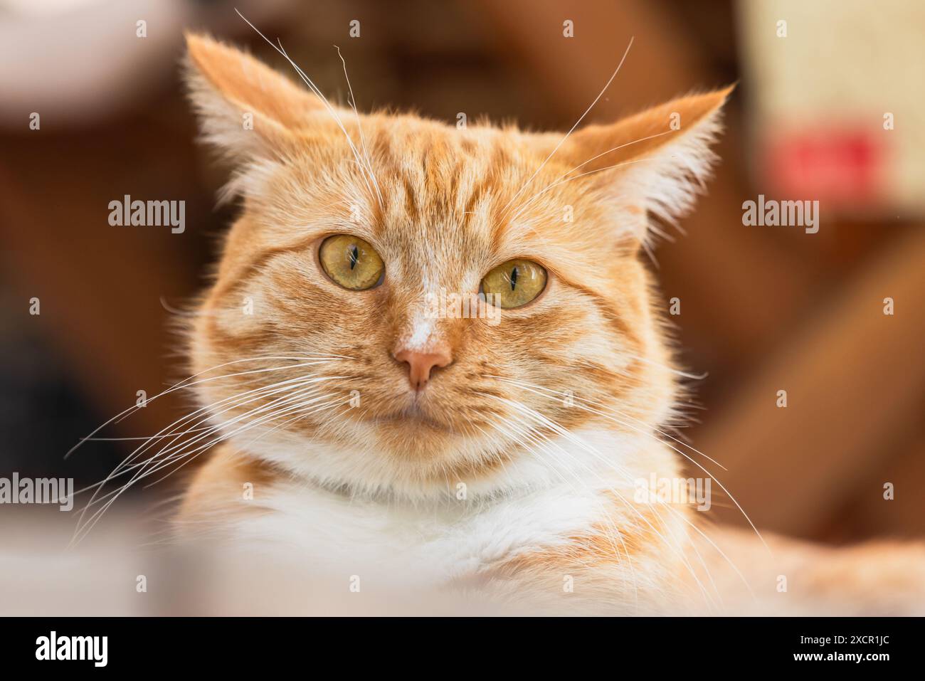 Nahporträt einer überraschten Ingwerkatze mit weißen Flecken Stockfoto Nahporträt einer überraschten Ingwerkatze mit weißen Flecken Stockfoto