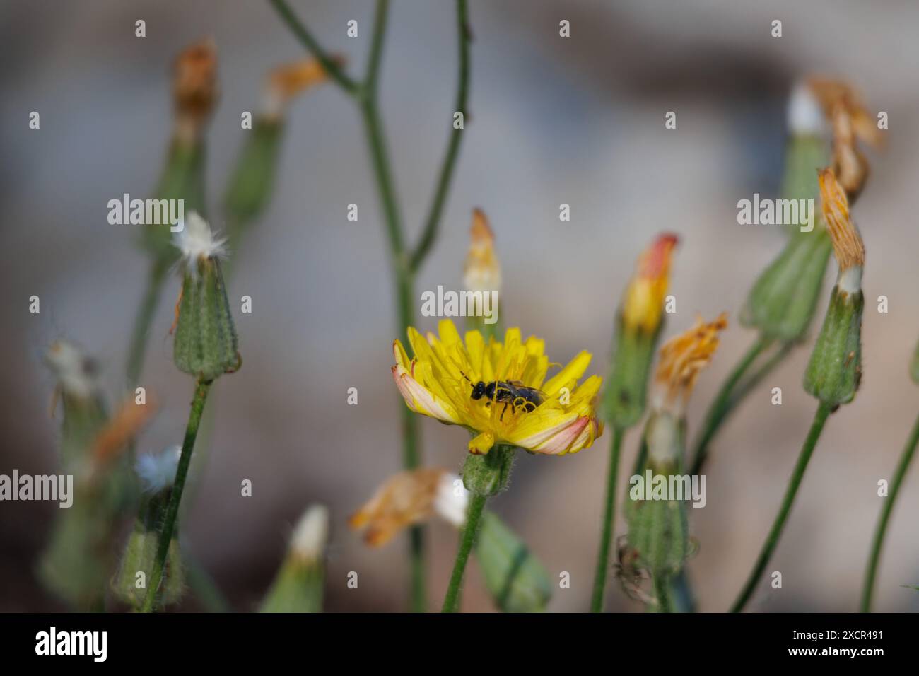 Blume mit Biene und Knospen von Crepis capillaris, Alcoy, Spanien Stockfoto
