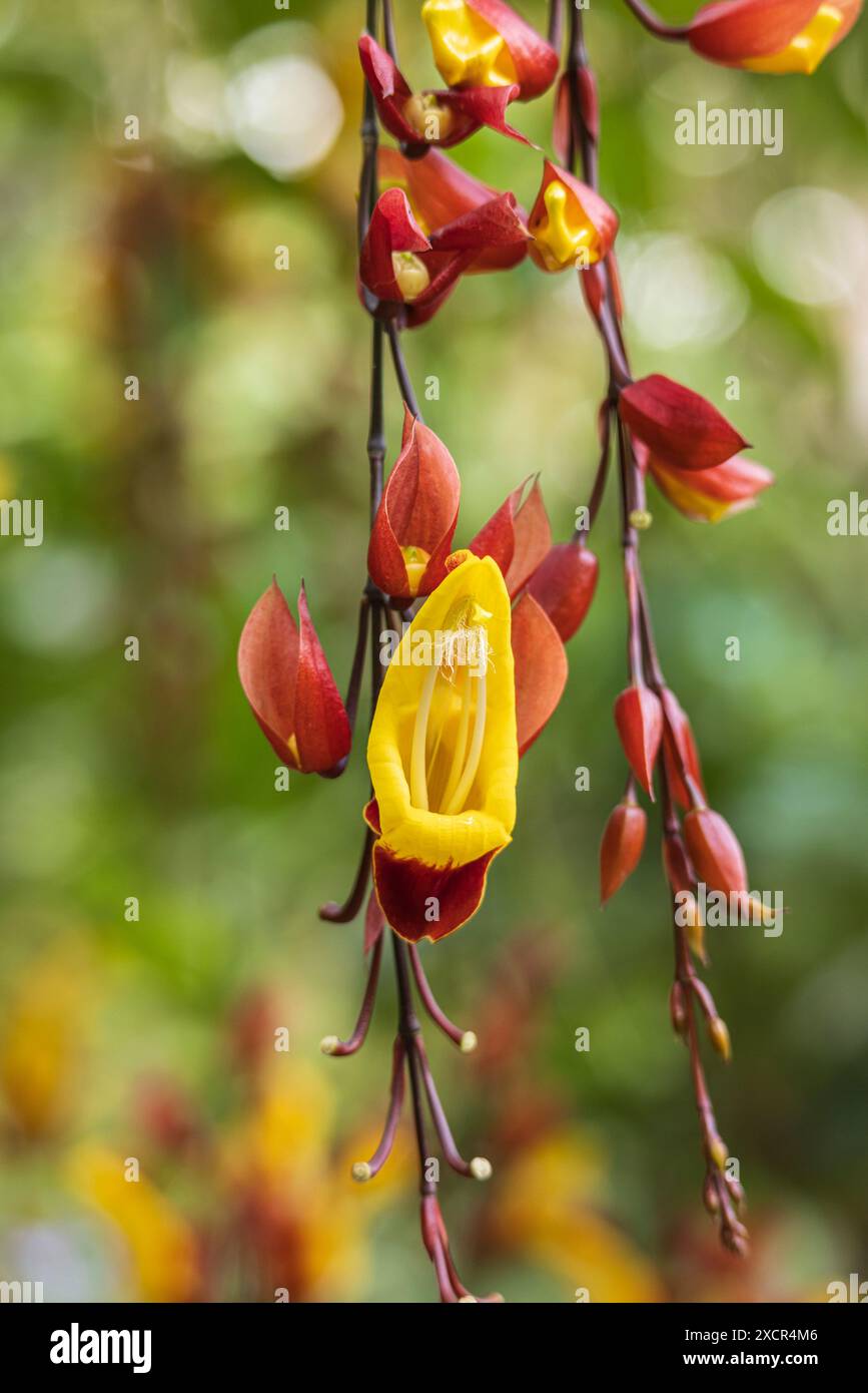 Großaufnahme von Thunbergia mysorensis (Mysore Trompetvine) in La Sombra Ecolodge in San Luis Nord-Nicaragua in Mittelamerika Stockfoto
