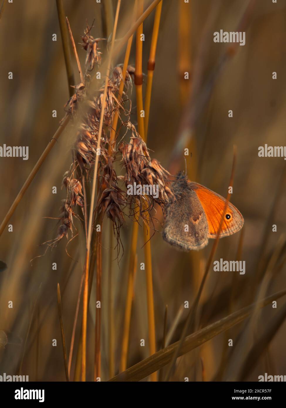 Eine kleine Heide auf trockenem Gras im goldenen Licht Stockfoto