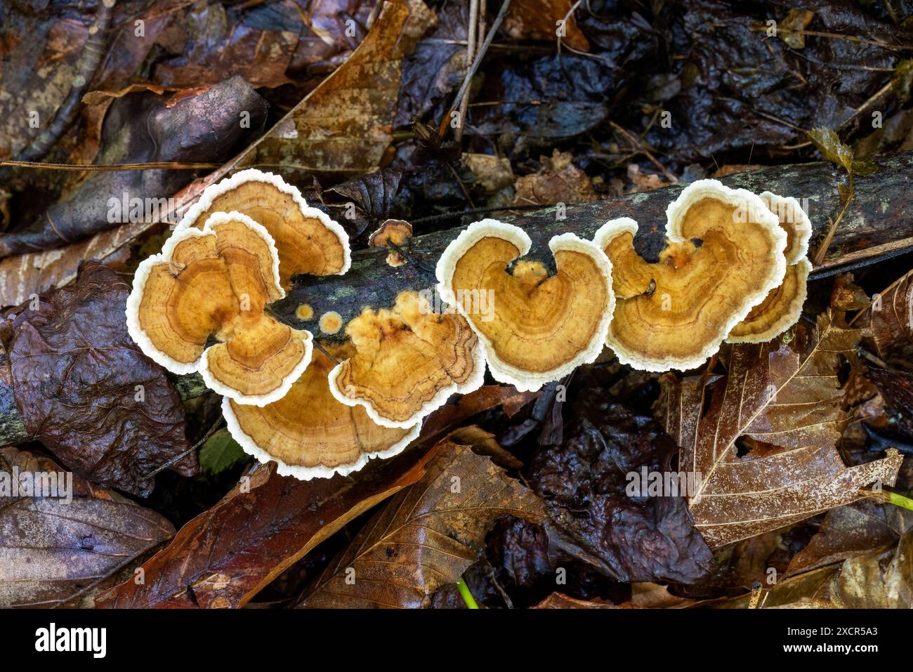 Nahaufnahme von Truthahn-Schwanz-Pilz (Trametes versicolor) - Pisgah National Forest, in der Nähe von Brevard, North Carolina, USA Stockfoto