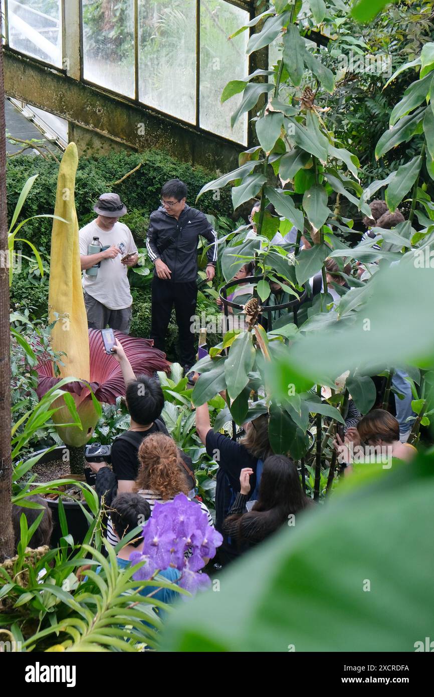London, Großbritannien, 18. Juni 2024. Im Londoner Kew Garden im Princess of Wales Conservatory blüht ein Exemplar des Titanarums (Amorphophallus titanum). Die kurzlebige Blume ist über 2 Meter hoch und kann ca. 3 Meter erreichen. Der Blütenstachel lockt fleischfressende Insekten, wie Fliegen mit einem faulen Fleischgeruch, zur Unterstützung des Bestäubungsprozesses an. Es ist das zweite Exemplar, das in einer Woche in Kew blüht - ein drittes wird bald erwartet. Quelle: Eleventh Photography/Alamy Live News Stockfoto
