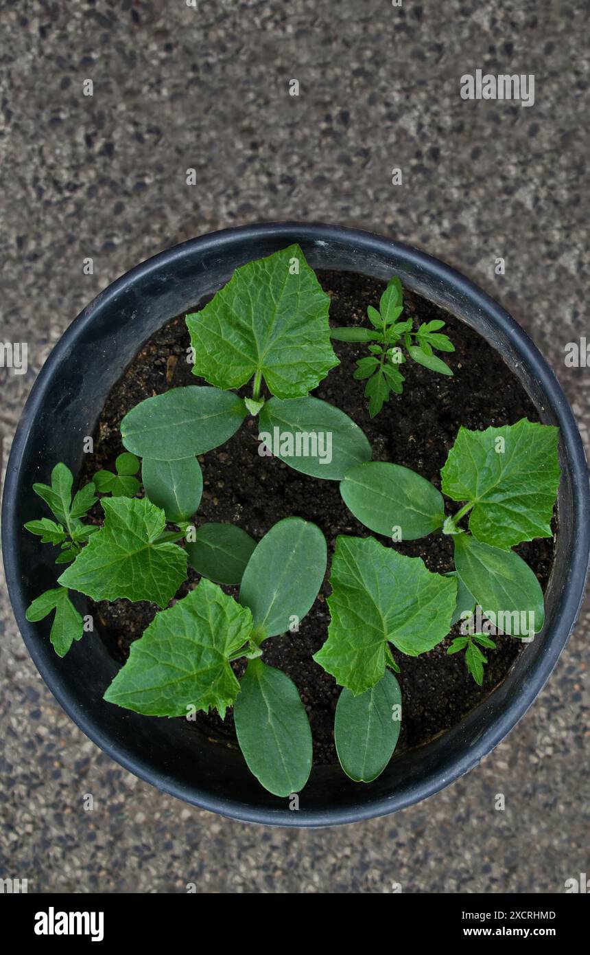 Neue frische Tomaten- und Gurkensämlinge in einem Topf, fertig zum Umpflanzen, Sofia, Bulgarien Stockfoto