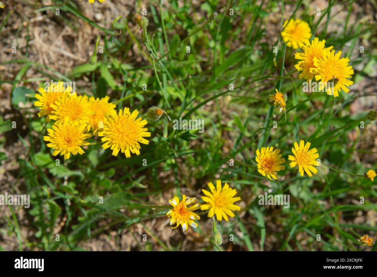 Löwenzahn Blumen. Stockfoto
