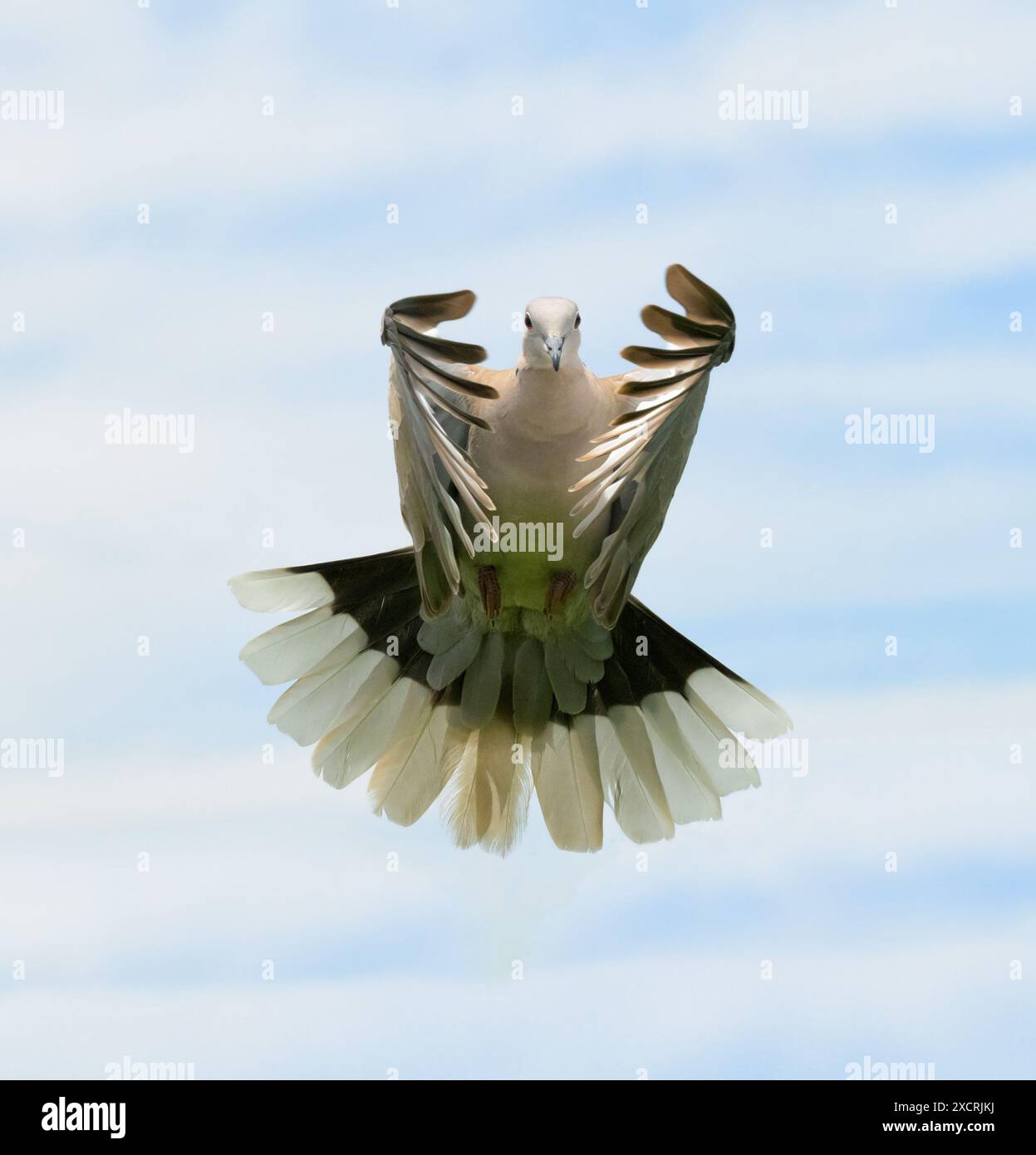 Vorderansicht einer Eurasischen Taube im Flug, mit Flügeln nach vorne, mit teilweise bewölktem Himmel Hintergrund Stockfoto