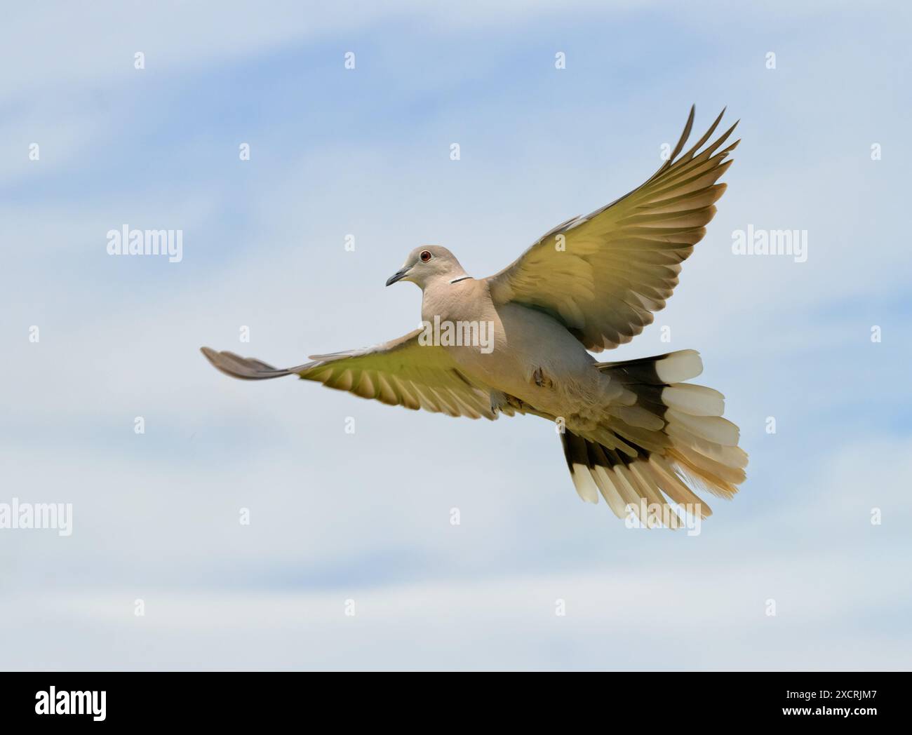 Eurasische Taube fliegt von rechts nach links, mit weit geöffneten Flügeln, gegen bewölkten Himmel Stockfoto