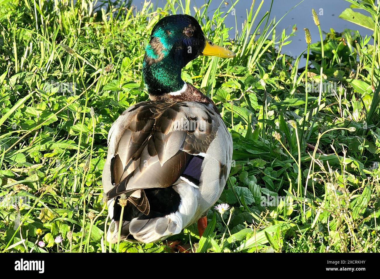 Themenfoto: Natur, Lebewesen, Tier, Vogel, Wasservogel, Ente, 16.06.2024 Erpel der Stockente Themenfoto: Natur, Lebewesen, Tier, Vogel, Wasservogel, Ente, 16.06.2024 *** Themenfoto Natur, Lebewesen, Tier, Vogel, Wasservögel, Ente, 16 06 2024 drake der Stockenten Thema Foto Natur, Lebewesen, Tier, Vogel, Wasservögel, Duck, 16 06 2024 Copyright: xAugstx/xEibner-Pressefotox EP jat Stockfoto