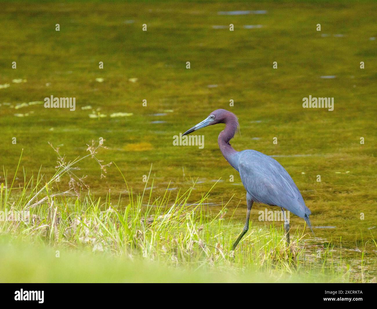 Kleiner Blaureiher, der in einem See von North Carolina weht Stockfoto