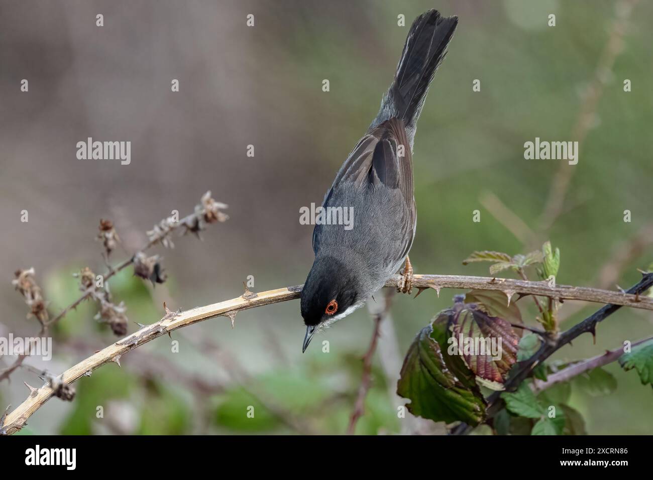 Eine Nahaufnahme eines sardischen Warblers, der auf einem Dornzweig in einer natürlichen Umgebung thront Stockfoto