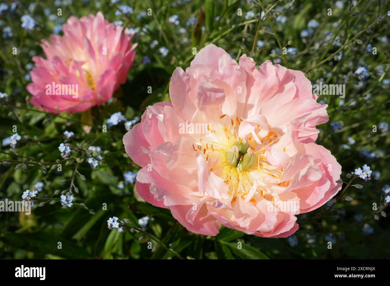 Wunderschöne rosafarbene und gelbe Gartenpfingstrose, Paeonia Lactiflora mit blauen alpinen Vergissmeinnots, Myosotis alpestris. Stockfoto