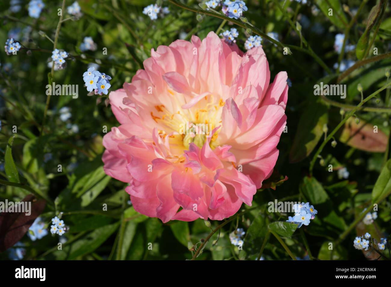 Wunderschöne rosafarbene und gelbe Gartenpfingstrose, Paeonia Lactiflora mit blauen alpinen Vergissmeinnots, Myosotis alpestris. Stockfoto