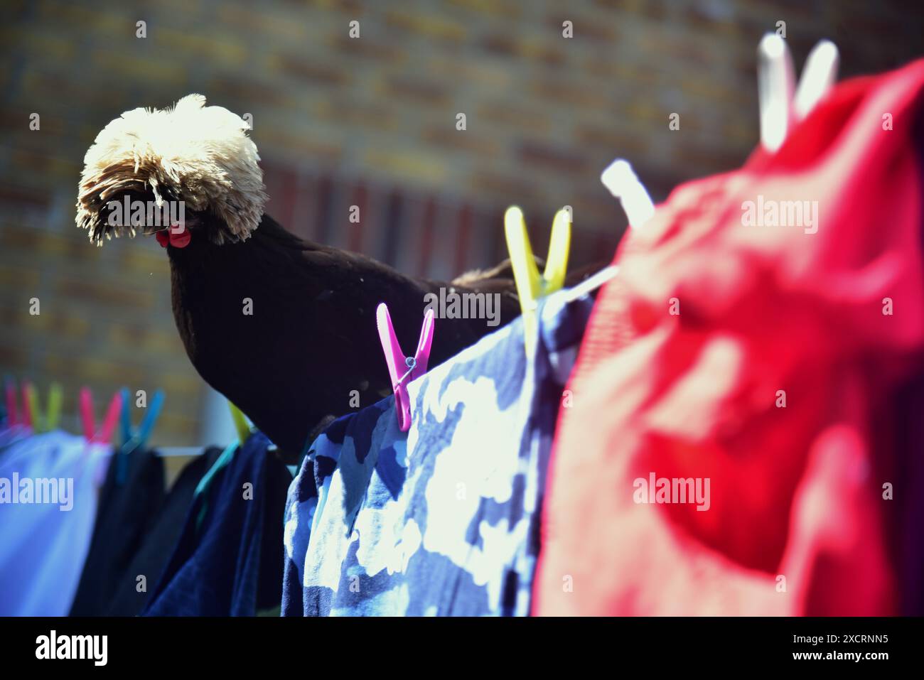 Die Bilder zeigen schwarz-polnische Bantams mit weißem Wappen, die großartige Haustiere machen können, selbst wenn Sie nur einen kleinen Garten oder Garten haben, ideal für kleine Kinder. Stockfoto