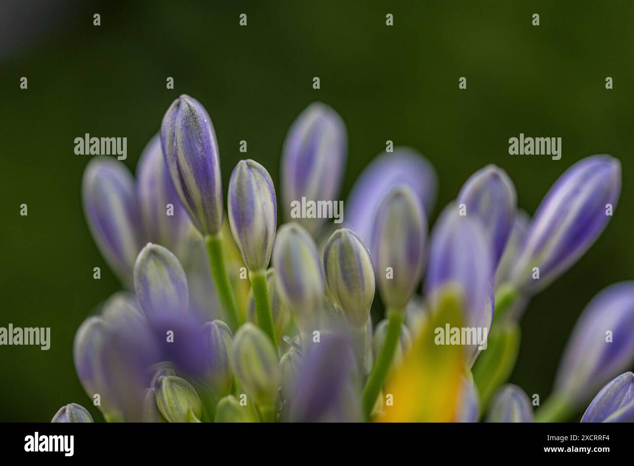 Nahaufnahme blauer Knospen einer afrikanischen Lilie (Agapanthus) in der Sonne Stockfoto