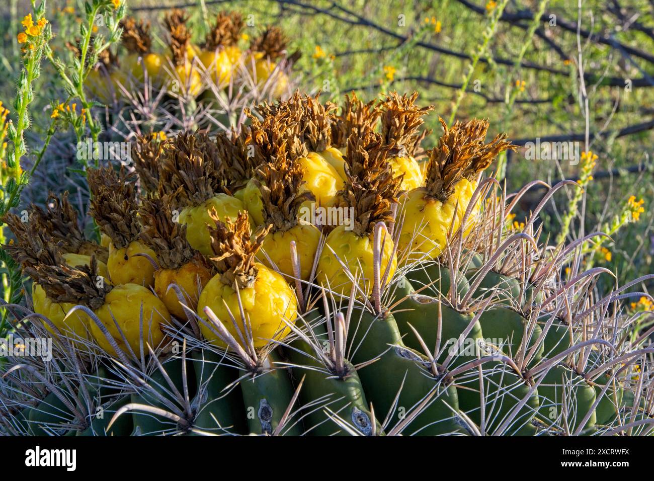 Nahaufnahme des Fischhakenkaktus mit gelben Früchten im Frühling im Saguaro Nationalpark Stockfoto
