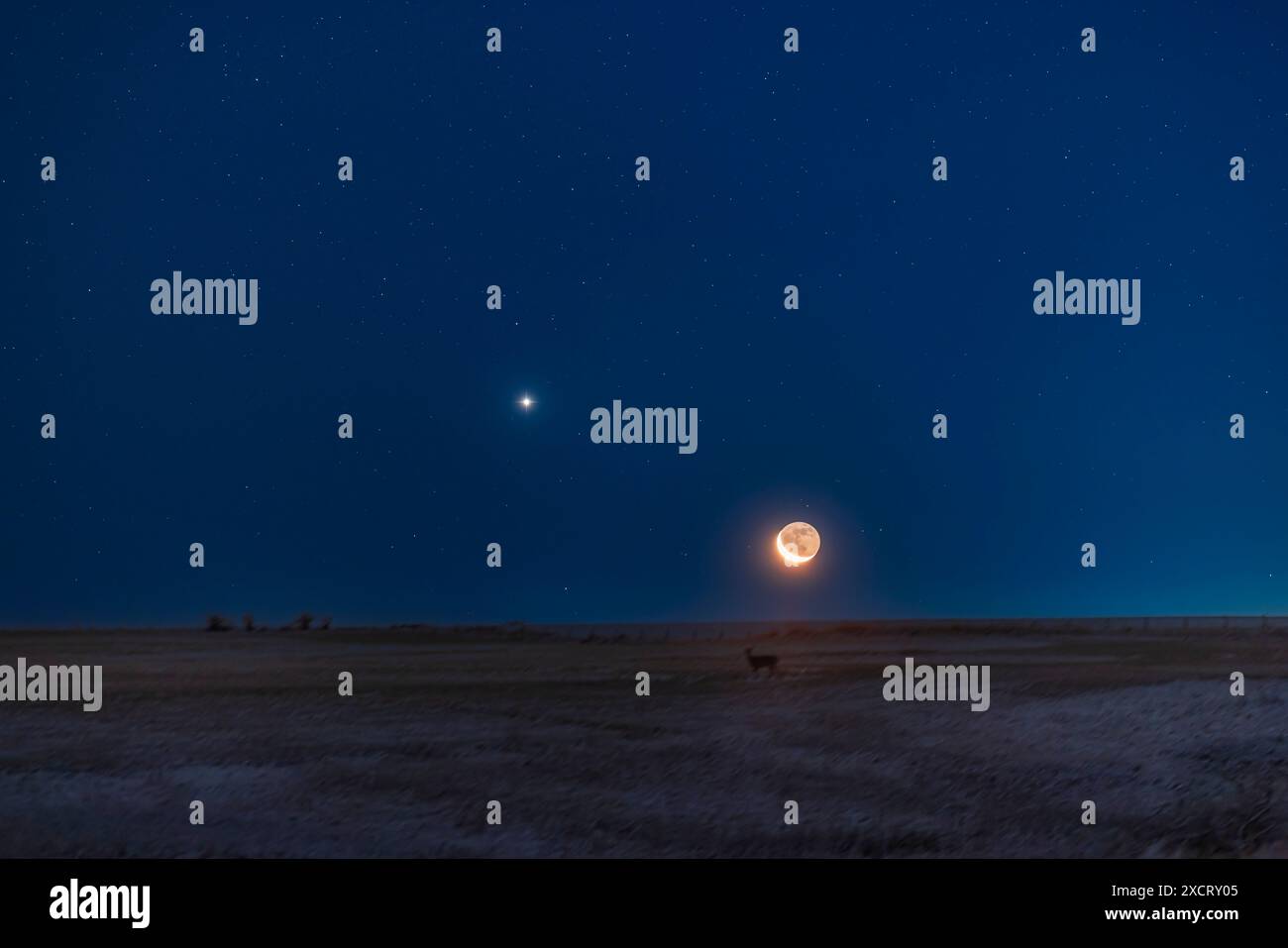 Der abnehmende Halbmond, der in weitem Zusammenhang mit Venus am Himmel vor der Dämmerung über einem verschneiten Feld aufsteigt, mit einem Hirsch, der für das Foto posiert! Erdschein Stockfoto