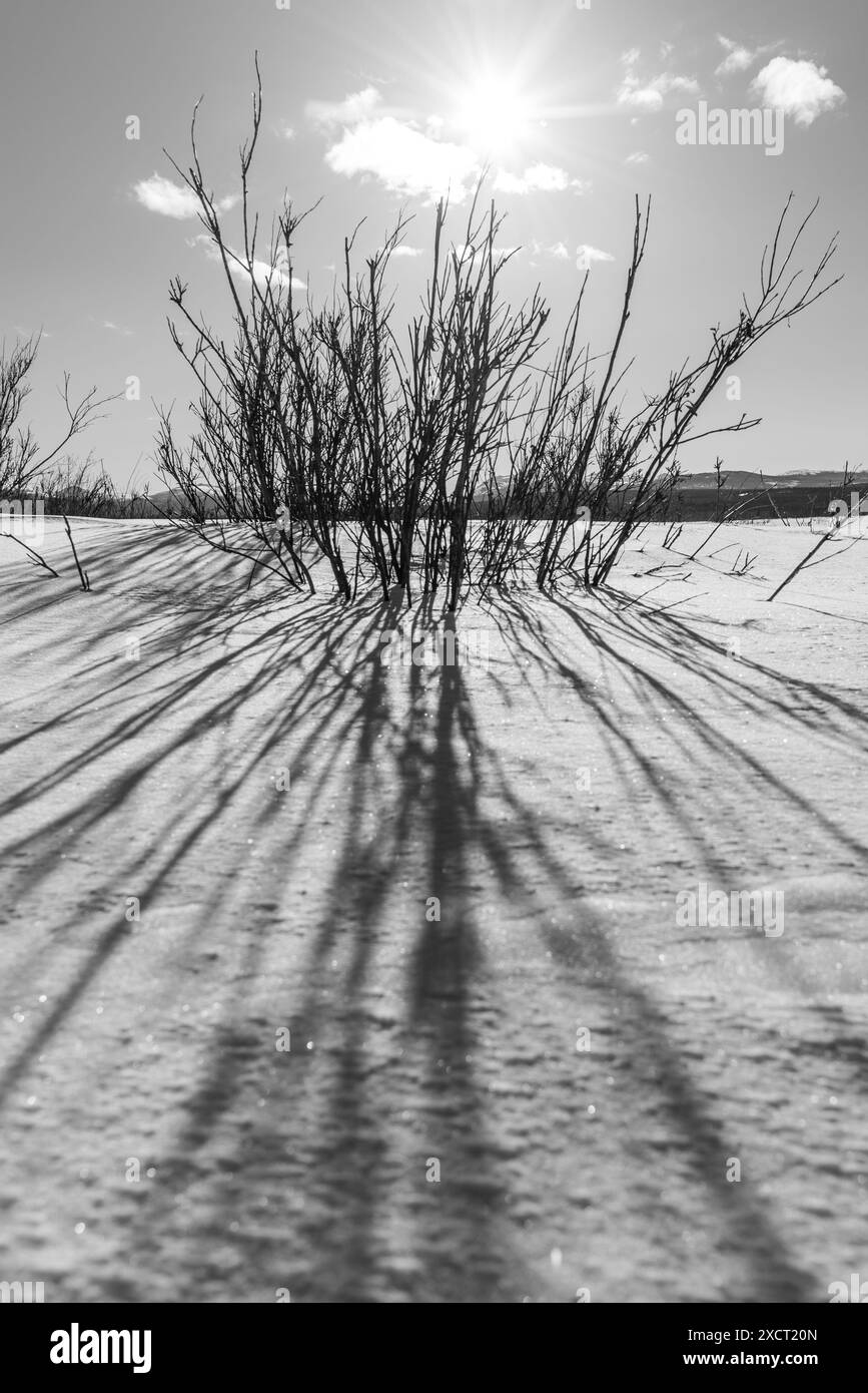Abstrakter, sonniger Wintertag in Graustufen mit Sträuchern, schneebedeckter Landschaft, Wolken, Sonnenschein mit Graustufen. Aufgenommen im Frühling im Norden Kanadas Stockfoto