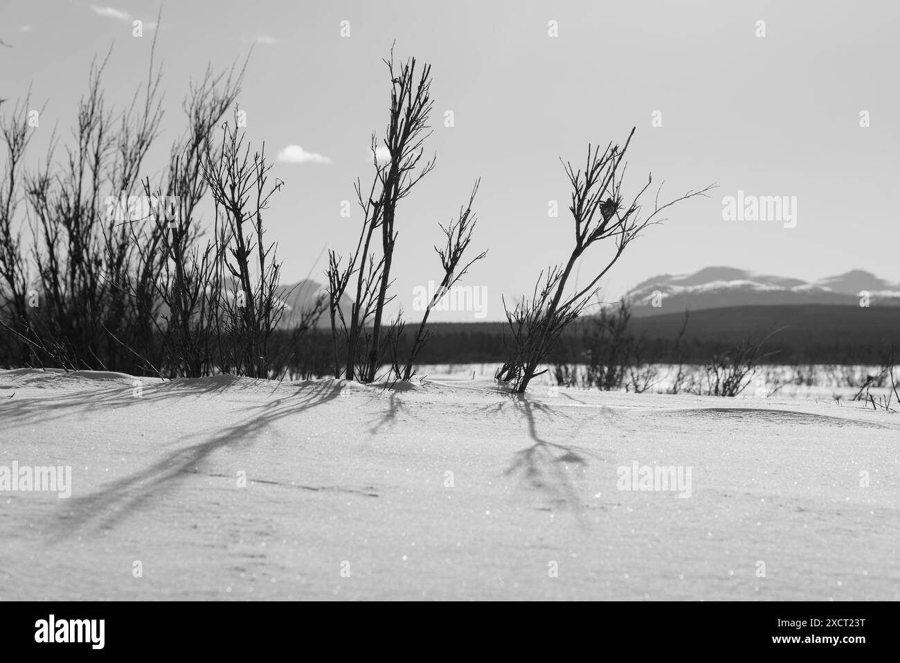 Abstrakter, sonniger Wintertag in Graustufen mit Sträuchern, schneebedeckter Landschaft, Wolken, Sonnenschein mit Graustufen. Aufgenommen im Frühling im Norden Kanadas Stockfoto