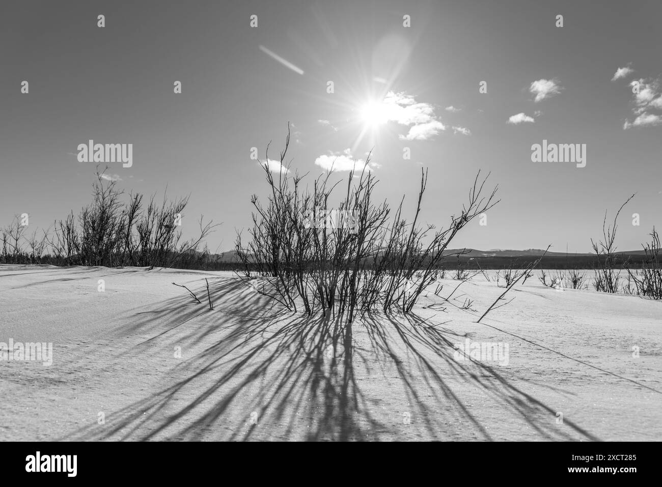 Abstrakter, sonniger Wintertag in Graustufen mit Sträuchern, schneebedeckter Landschaft, Wolken, Sonnenschein mit Graustufen. Aufgenommen im Frühling im Norden Kanadas Stockfoto