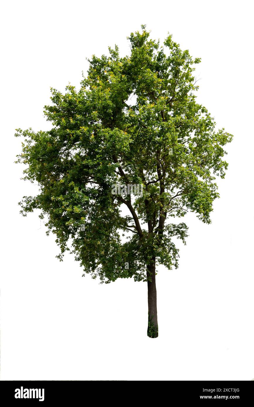 Eiche auf weiß ausgeschnitten, Beschneidungspfad inbegriffen Stockfoto