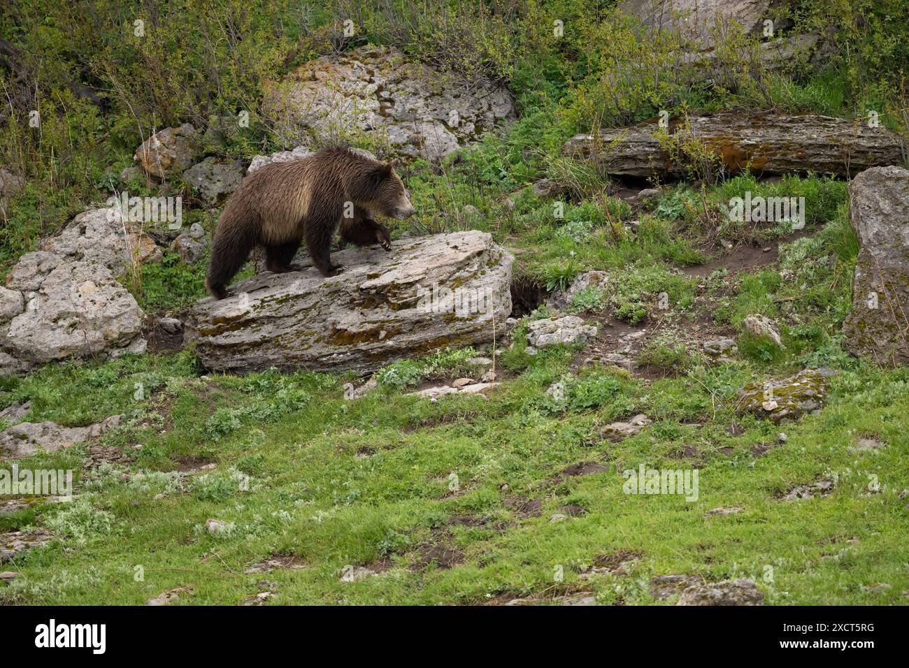 Grizzlybär am Felsen im Yellowstone-Nationalpark Stockfoto