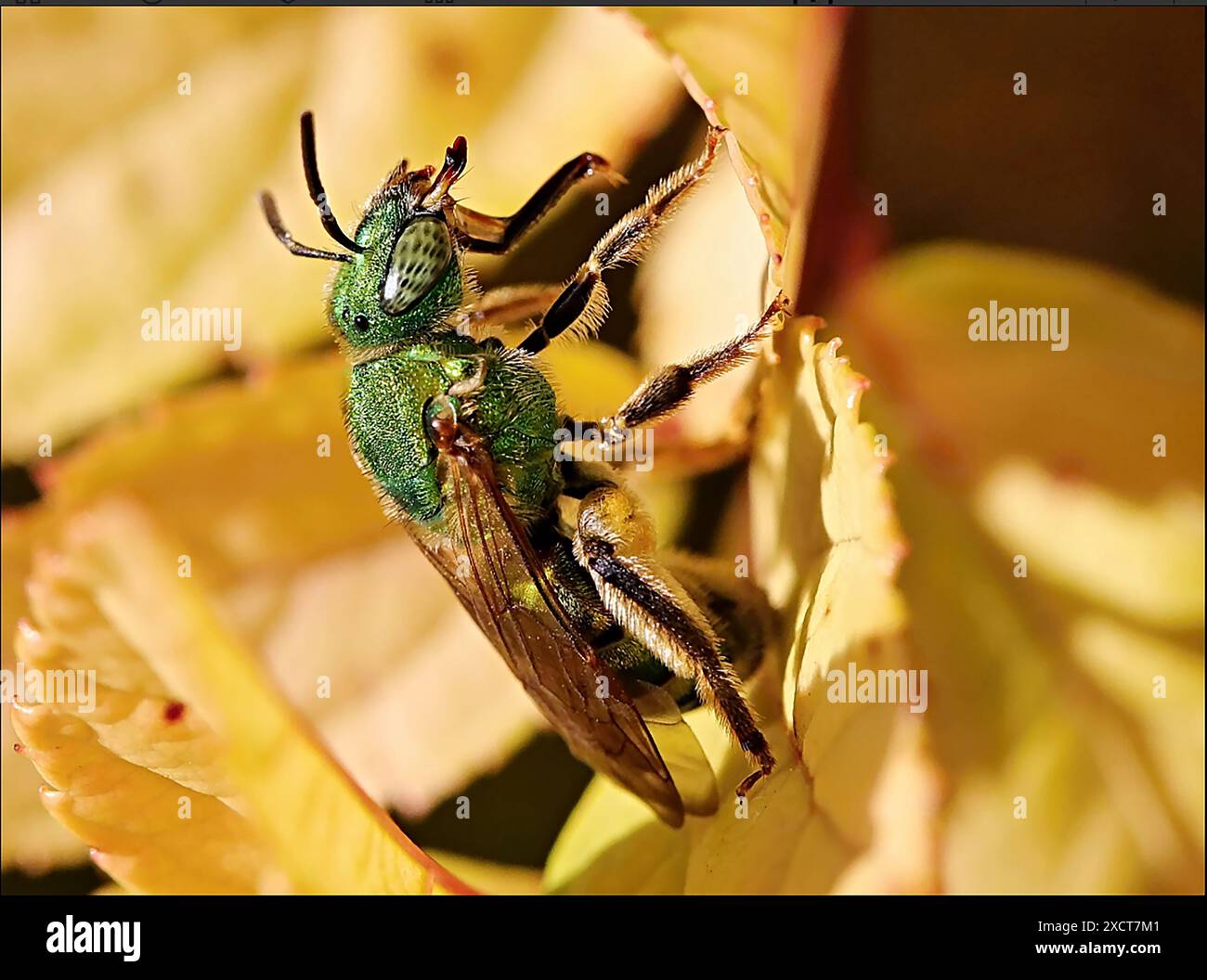 Metallic Green Bee – Agapostemon Splendens. Agapostemon werden allgemein als „Schweißbienen“ bezeichnet. Stockfoto