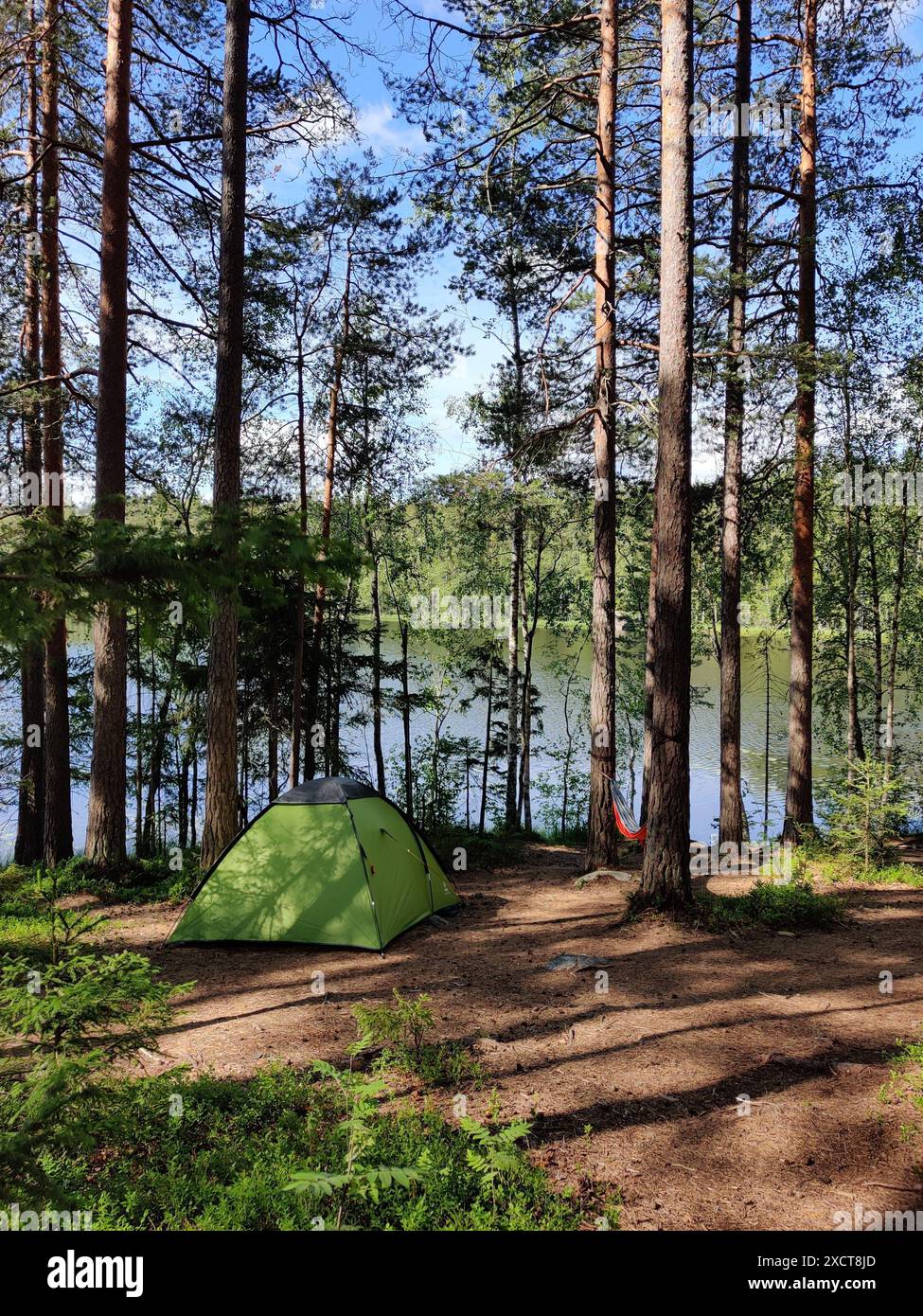 Zelt unter Kiefern mit schönem Sommersonnenlicht. Szene mit touristischem Camping im grünen Wald in der Nähe des Sees. Urlaub im Freien. Stockfoto