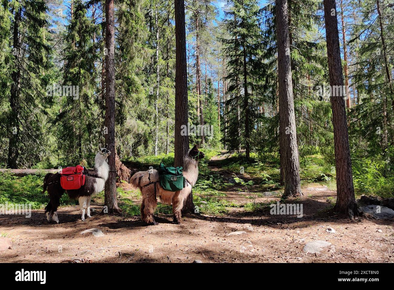 Wandern im Wald mit Rudeltieren Lama im Nuuksio Finnischen Nationalpark. Wilde Natur in der Sommersaison, Taschen Stockfoto