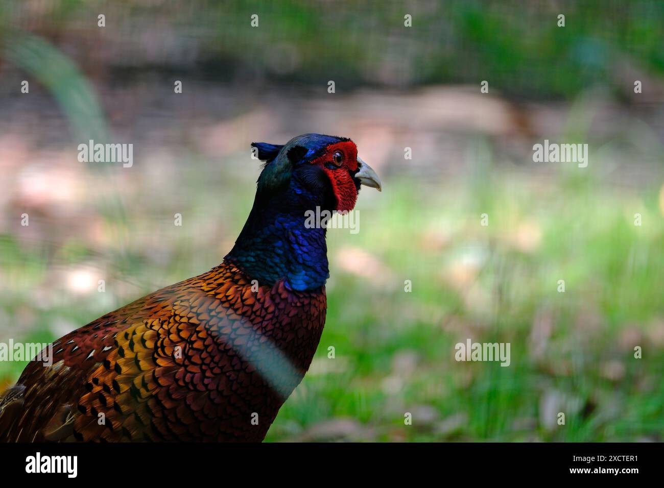 Fasan (Phasianus colchicus) im Zoo Stockfoto