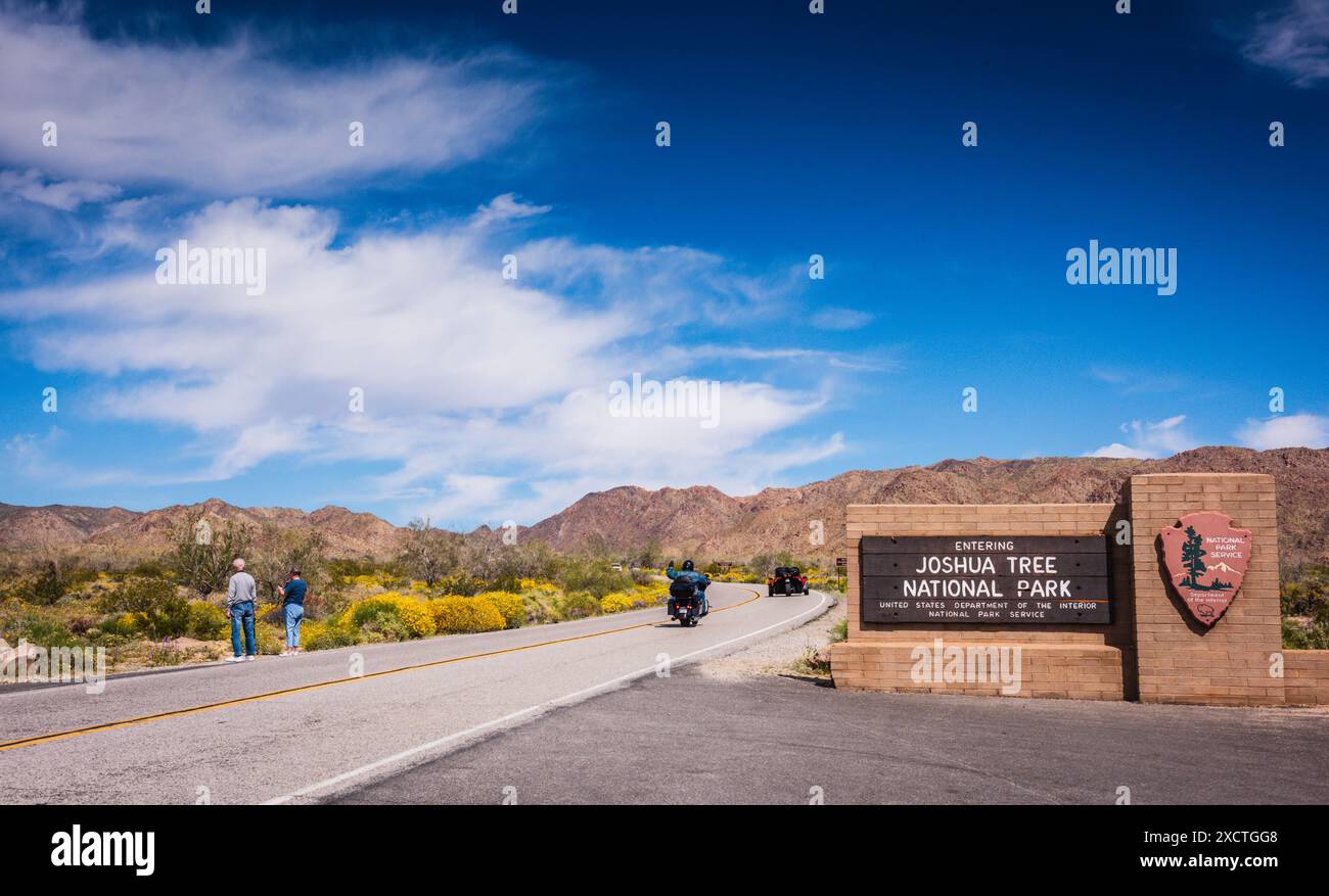 Paare fotografieren Brittlebush „Encelia farinosa“ gelbe Blumen entlang der Straße am Eingang zum Joshua Tree National Park, mit vorbeifahrendem Motorrad. Stockfoto