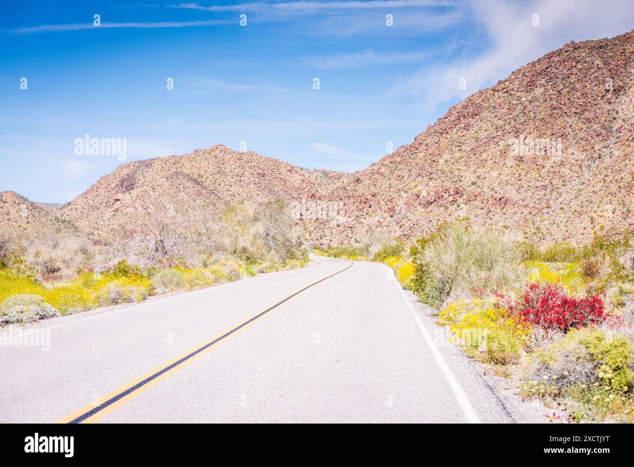 Auf der Straße im Joshua Tree National Park, wenn die Landschaft von Wüstenwildblumen gefärbt ist. Stockfoto