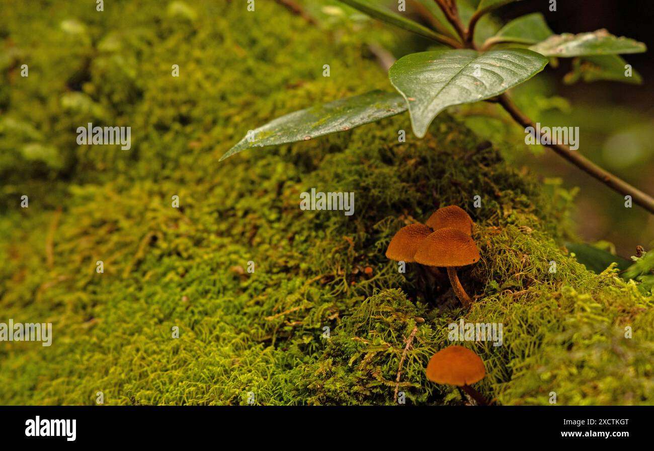 Pilze und Moos im Braulio Carrillo Nationalpark in Costa Rica Stockfoto