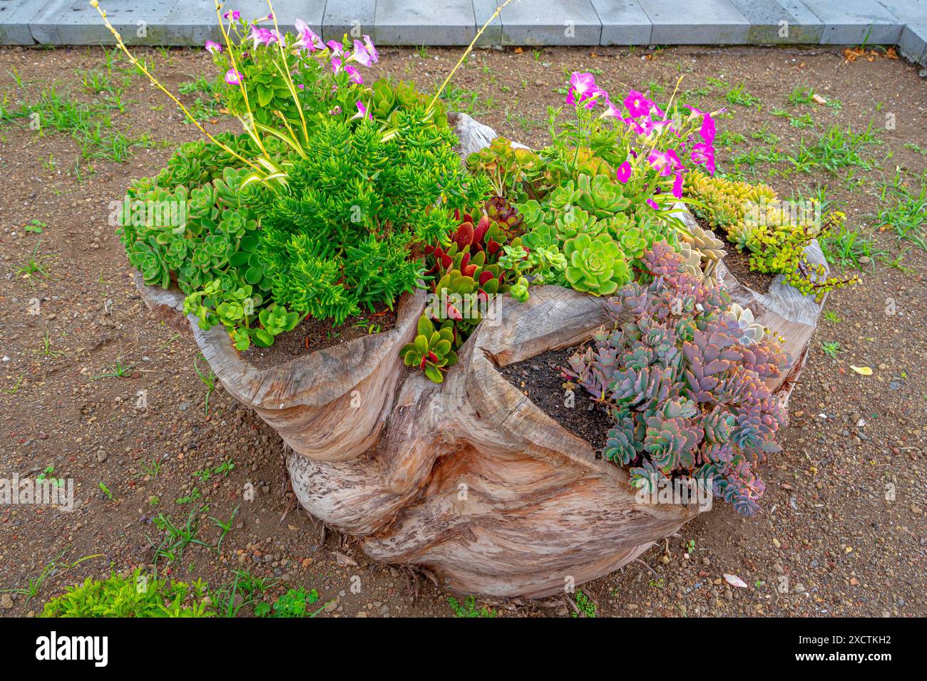 Vase mit handgefertigten Pflanzen aus einem Baumstamm Stockfoto