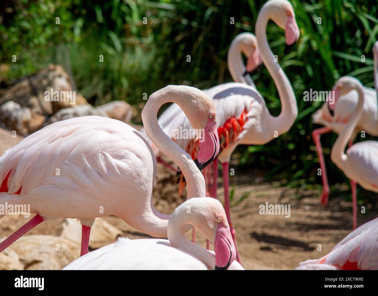 Sehr schöne rosa Flamingovögel, die leise durch das Gras laufen Stockfoto