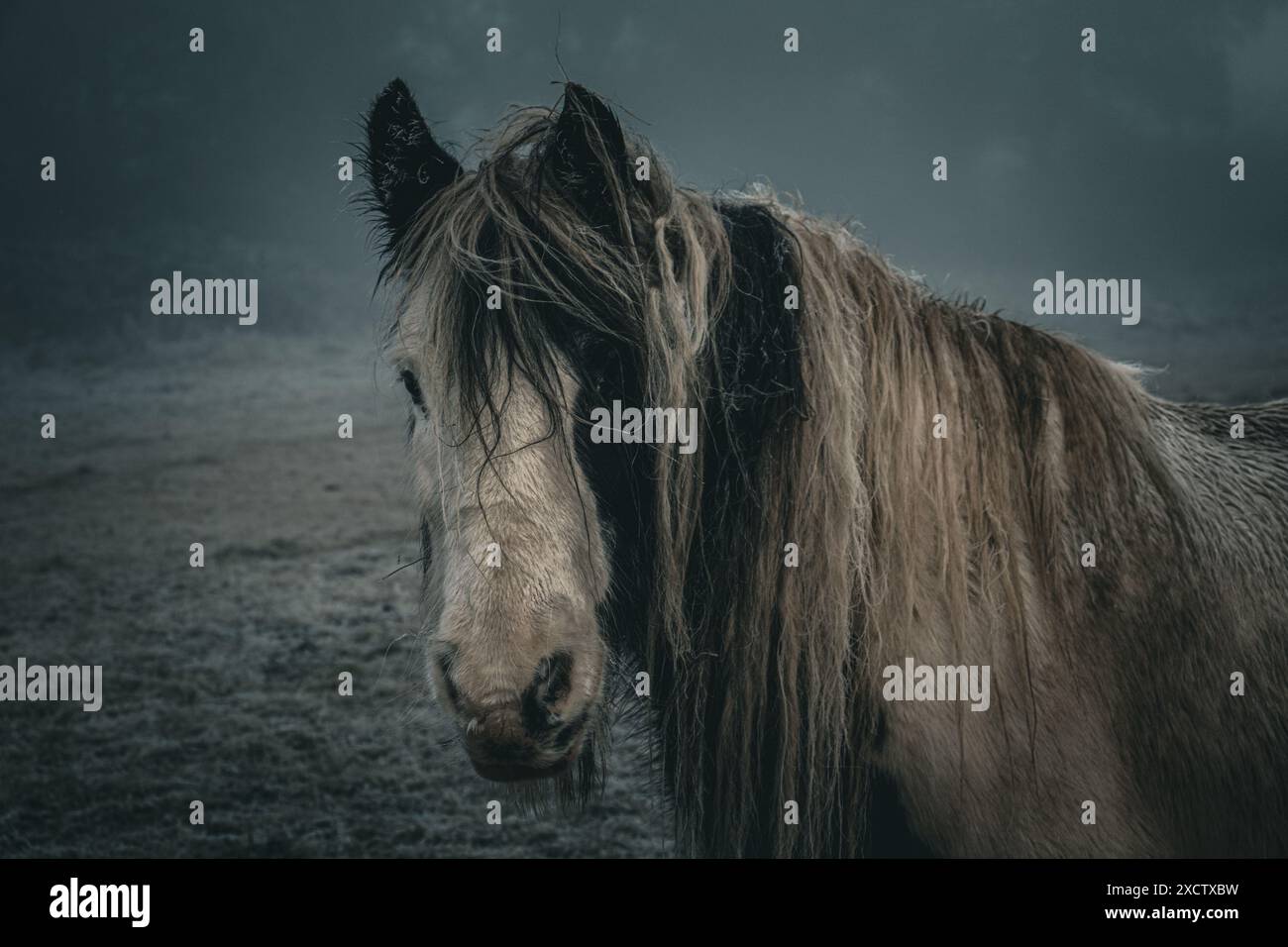 Wir treffen ein nasses Pferd auf einem frostigen Morgenspaziergang im Dezember Stockfoto