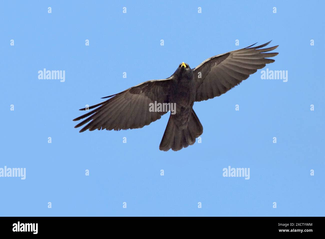 alpine chough, Gelbschnabel chough, Alpine chough (Pyrrhocorax graculus), im Flug am blauen Himmel, Blick von unten, Italien Stockfoto