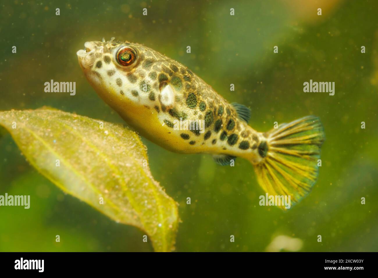 Gepunkteter Kongo-Puffer (Tetraodon schoutedeni), Schwimmen, Seitenansicht Stockfoto