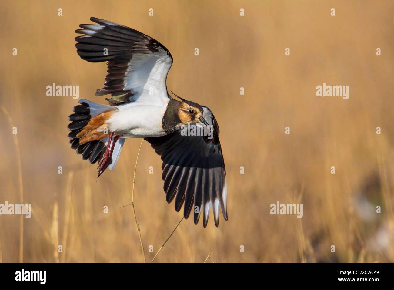 northern Lapwing, Peewit, Pewit, Tuit, Tewit, Grünpfeifer, Pyewipe (Vanellus vanellus), im Flug, Seitenansicht, Italien, Toskana, Piana fiorentina; Stagn Stockfoto