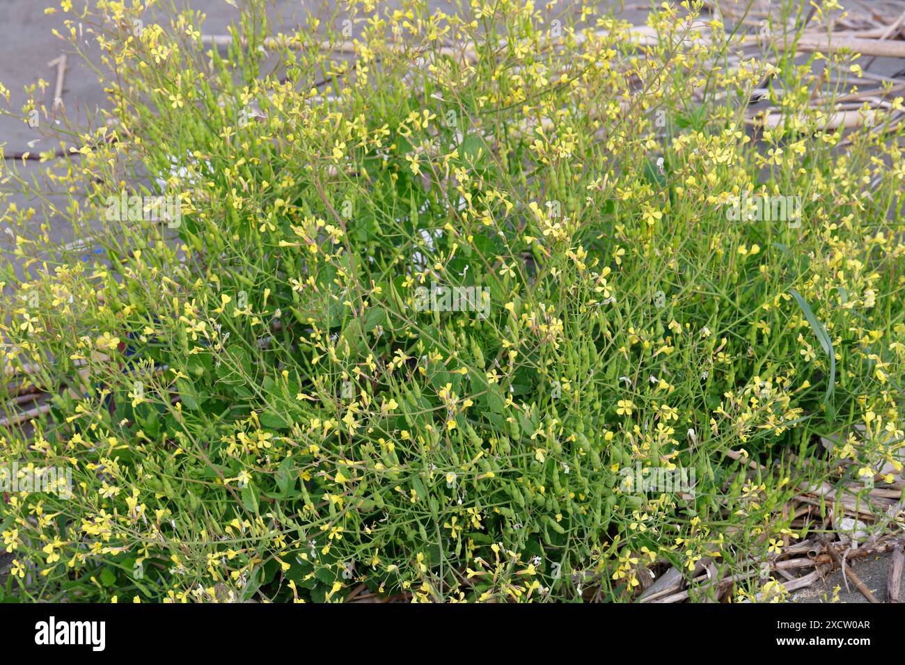 Wilder Rettich, weißer charlock, Join charlock (Raphanus raphanistrum), blühend, Kroatien Stockfoto