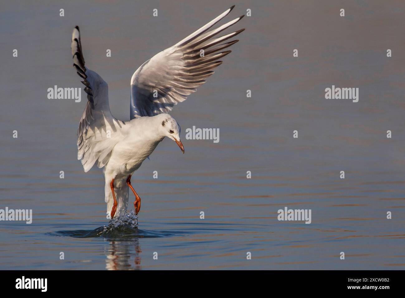 Schwarzmöwe (Larus ridibundus, Chroicocephalus ridibundus), Landung im Wasser, Seitenansicht, Italien, Toskana, Piana fiorentina; Stagno di Pere, F Stockfoto