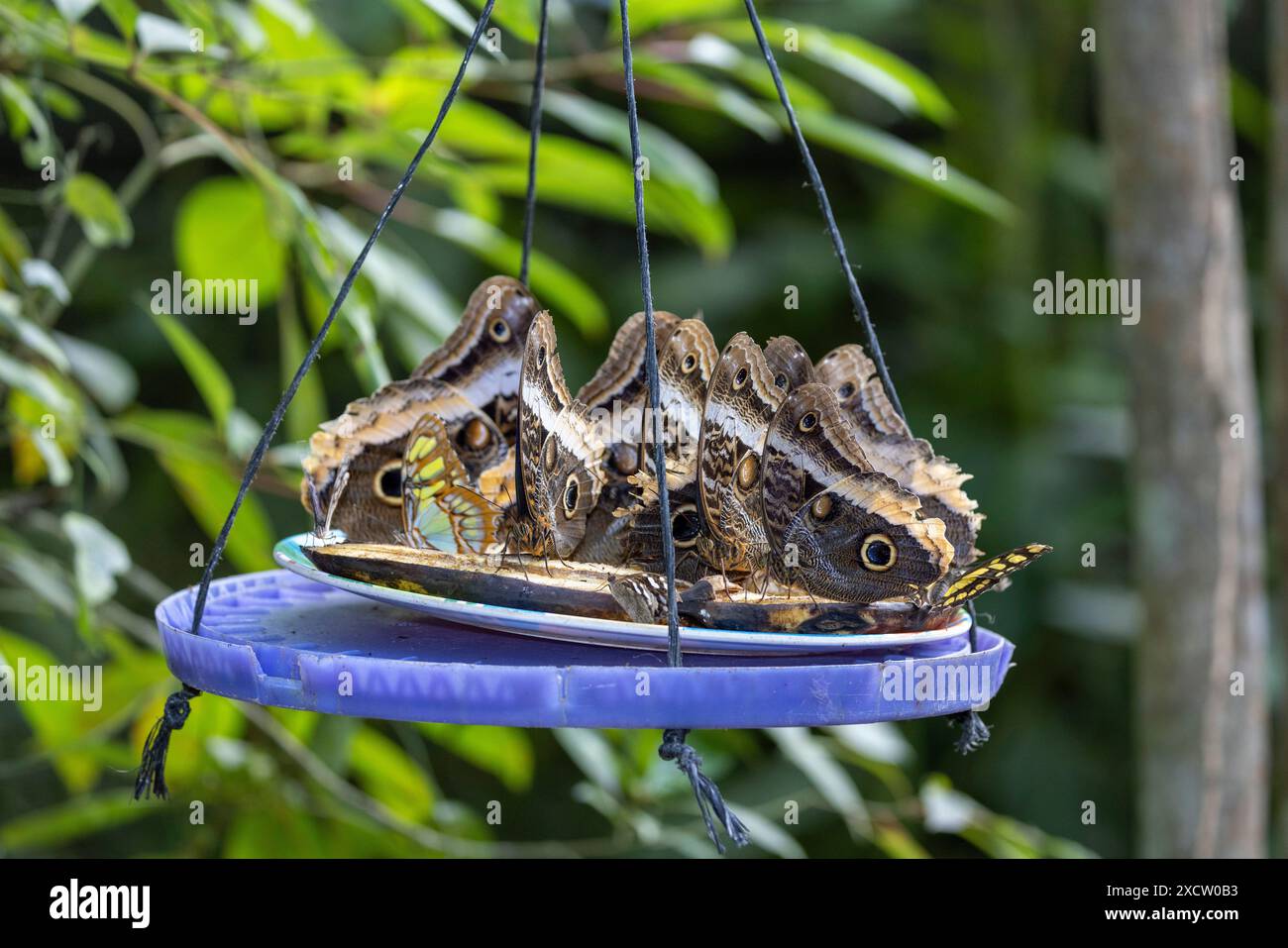 Waldeihe (Caligo eurilochus), mehrere Bananenfalter sitzen an einem Futterplatz, Costa Rica, La Fortuna Stockfoto