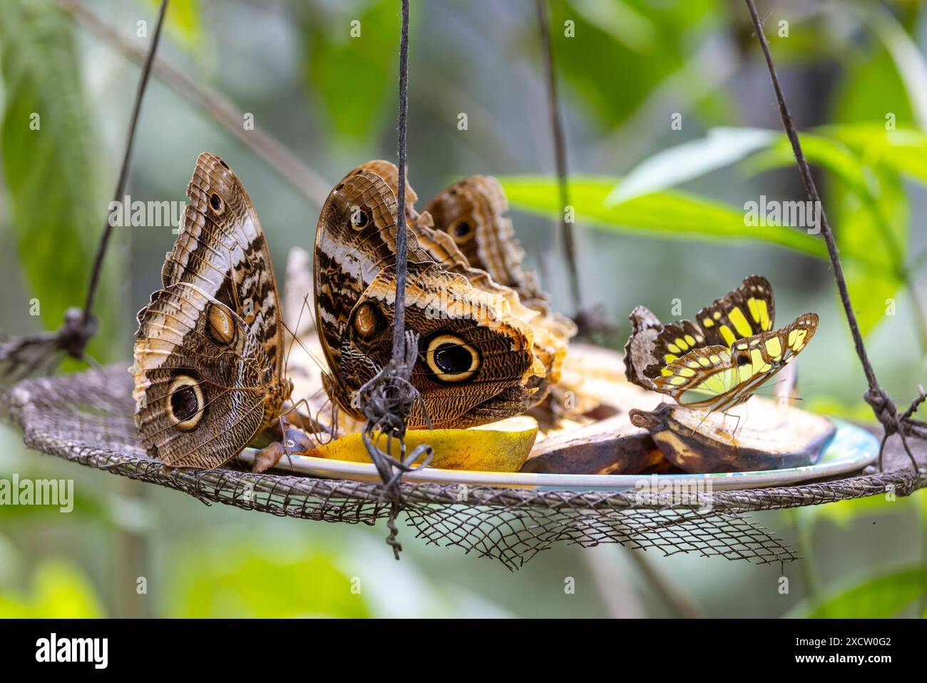 Waldeihe (Caligo eurilochus), mehrere Bananenfalter sitzen an einem Futterplatz, Costa Rica, La Fortuna Stockfoto