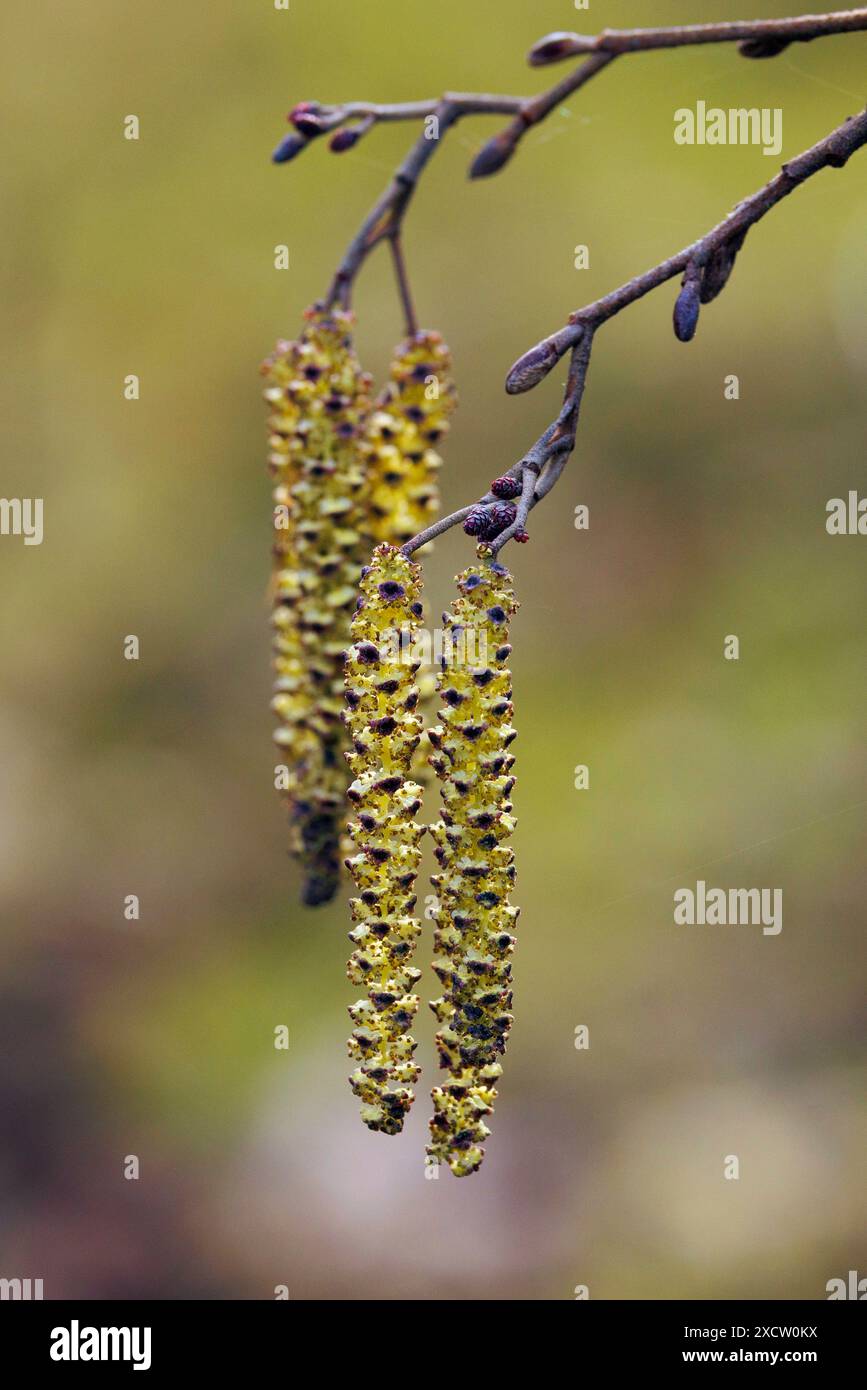 Erle, Erle, Erle (Alnus glutinosa), männliche und weibliche Blüten, Deutschland, Bayern Stockfoto