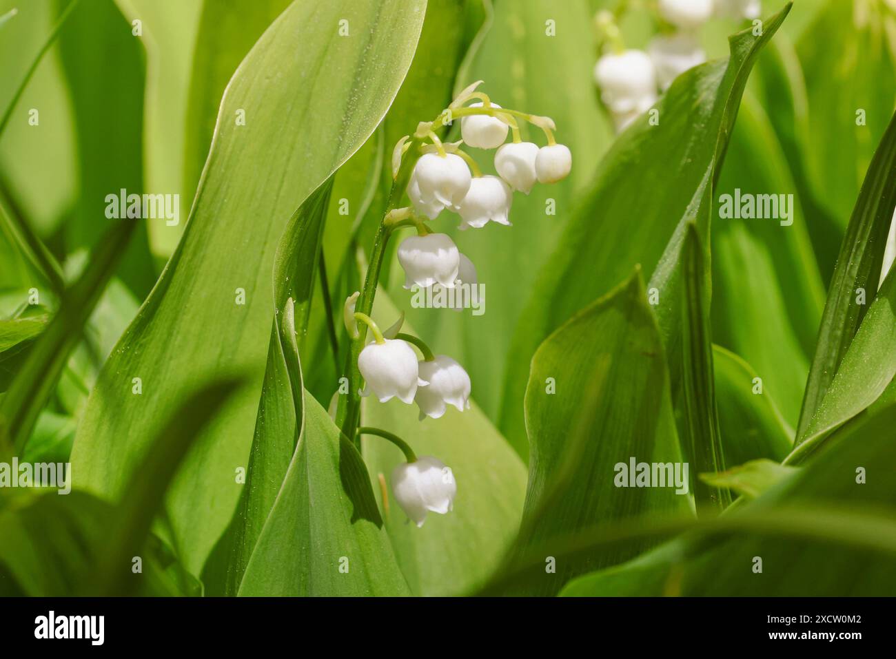 Europäische Maiglöckchen (Convallaria majalis), blühende, Deutschland, Bayern Stockfoto